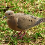 Foto de Tórtola (Zenaida auriculata), familia Columbidae, aves de Chile