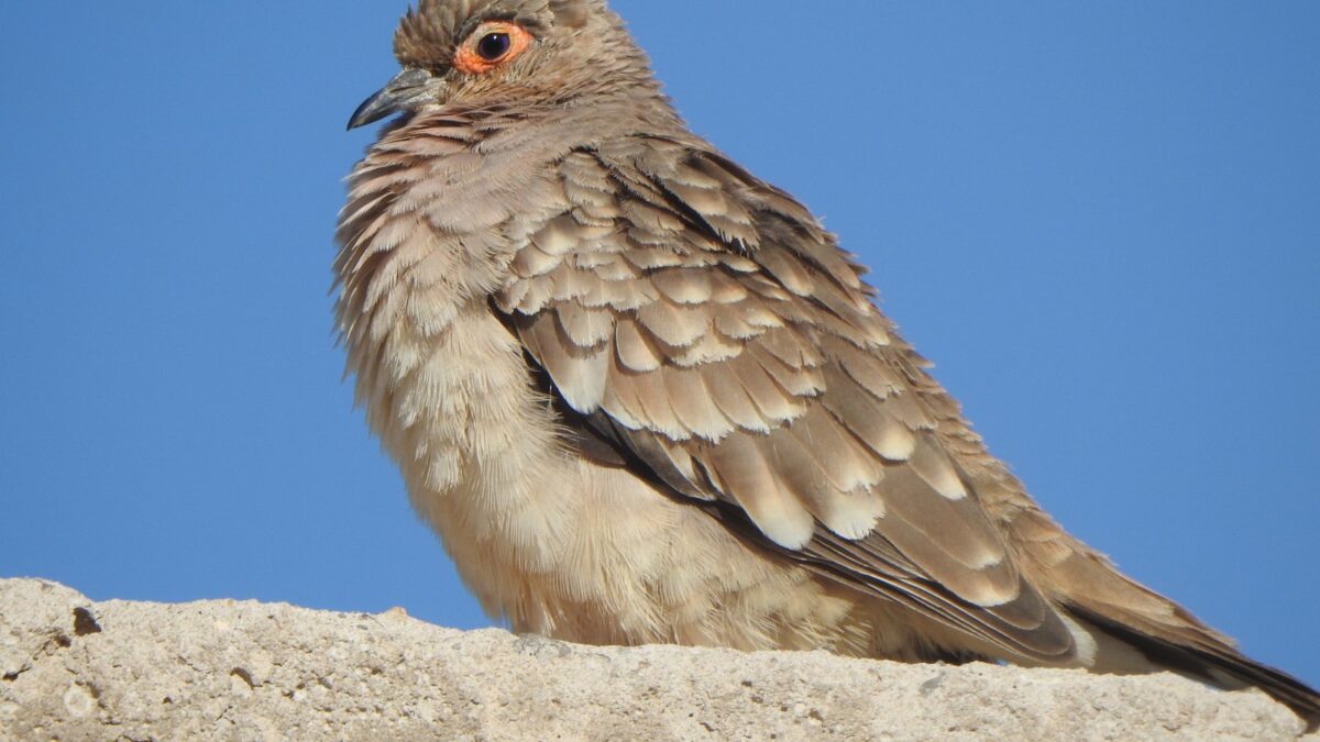 Foto de Tortolita boliviana (), familia Columbidae, aves de Chile