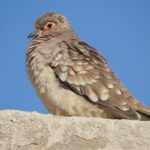 Foto de Tortolita boliviana (), familia Columbidae, aves de Chile