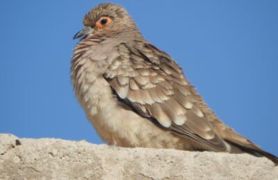 Foto de Tortolita boliviana (), familia Columbidae, aves de Chile