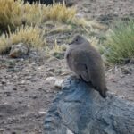 Foto de Tortolita de la Puna (Metriopelia aymara), familia Columbidae, aves de Chile