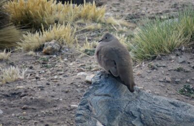 Foto de Tortolita de la Puna (Metriopelia aymara), familia Columbidae, aves de Chile