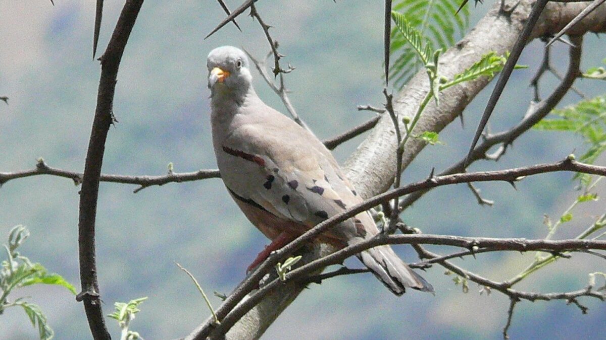 Foto de Tortolita quiguagua (Columbina cruziana), familia Columbidae, aves de Chile