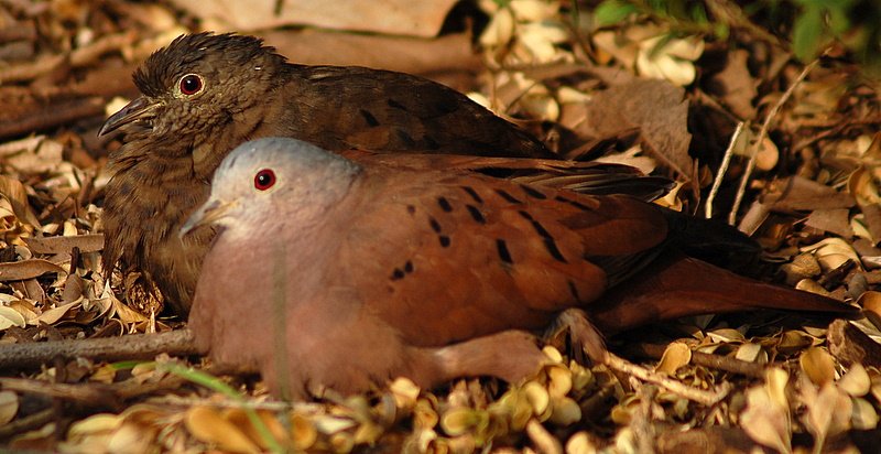 Foto de Tortolita rojiza (Columbina talpacoti), familia Columbidae, aves de Chile