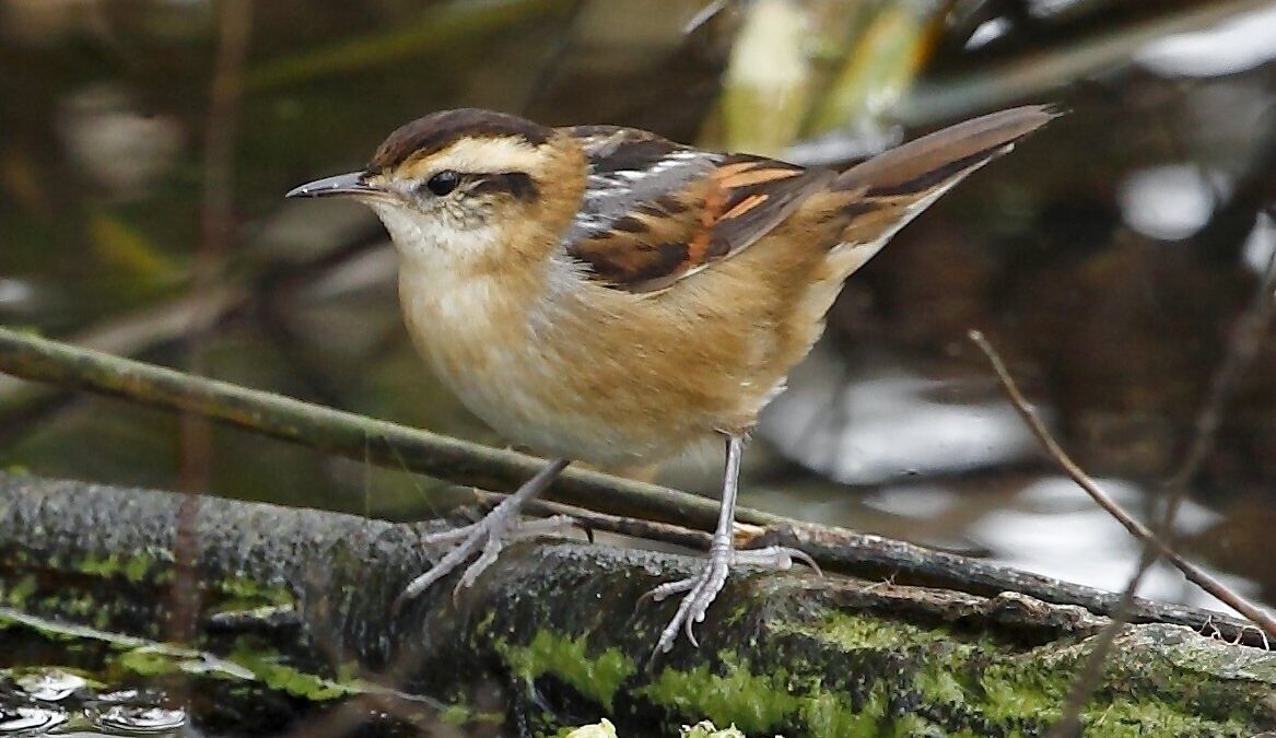 Foto de Trabajador (Phleocryptes melanops), aves de Chile