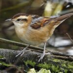 Foto de Trabajador (Phleocryptes melanops), aves de Chile
