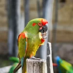 Loro Tricahue: características, hábitat y por qué está en peligro | avesnativaschilenas.cl