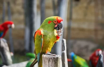 Loro Tricahue: características, hábitat y por qué está en peligro | avesnativaschilenas.cl