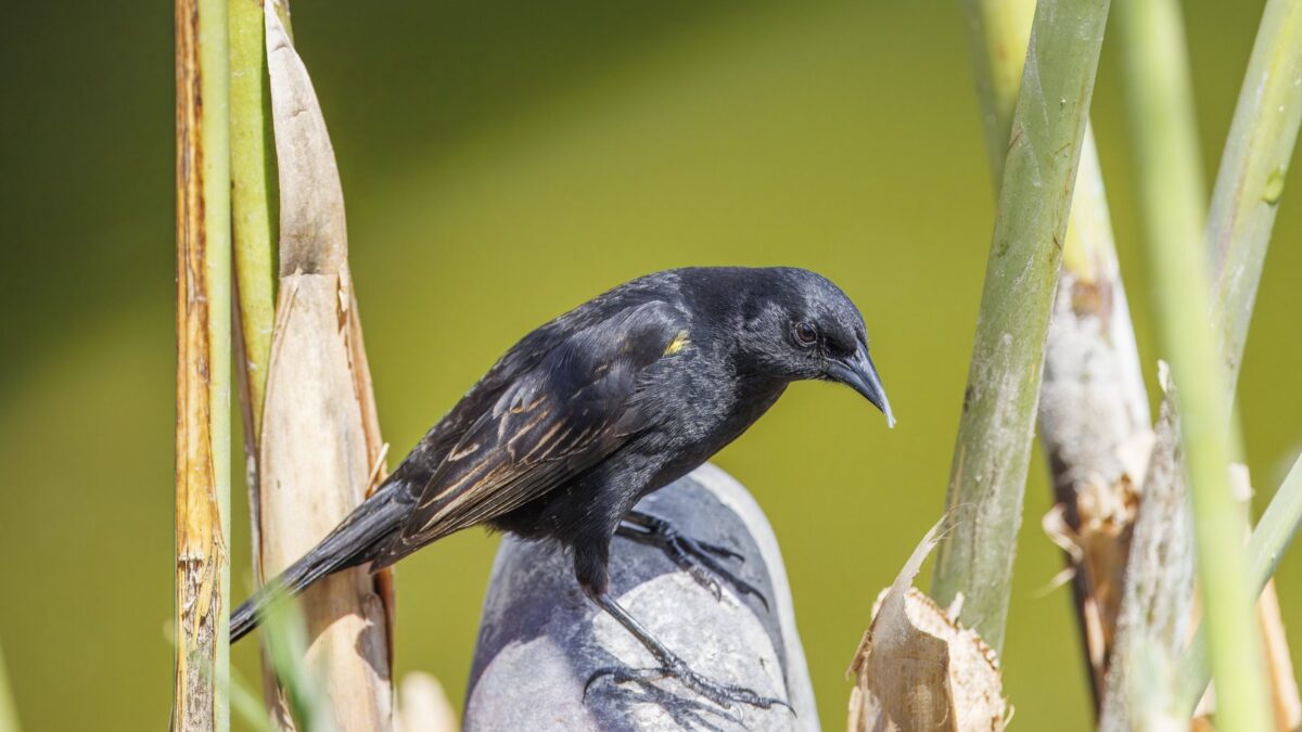 Foto de Trile (Agelasticus thilius), familia Icteridae, aves de Chile