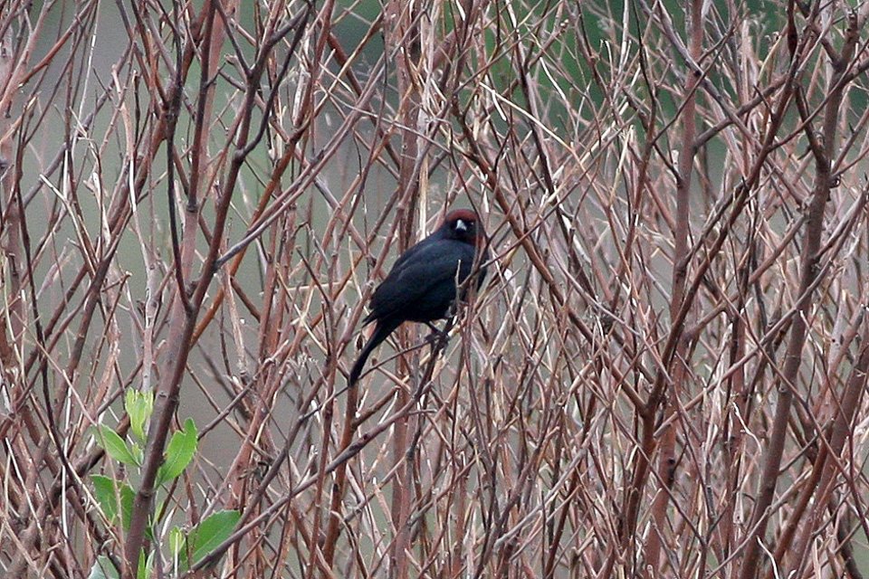 Foto de Trile de cabeza canela (Chrysomus ruficapillus), familia Icteridae, aves de Chile