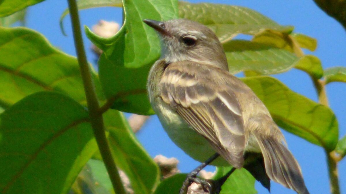 Foto de Tuquito gris (Phaeomyias murina), familia Tyrannidae, aves de Chile