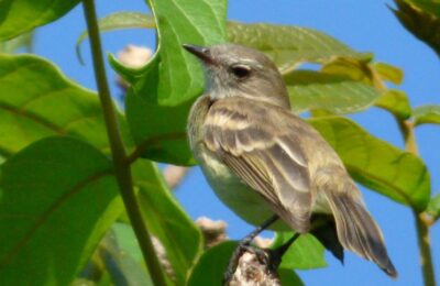 Foto de Tuquito gris (Phaeomyias murina), familia Tyrannidae, aves de Chile