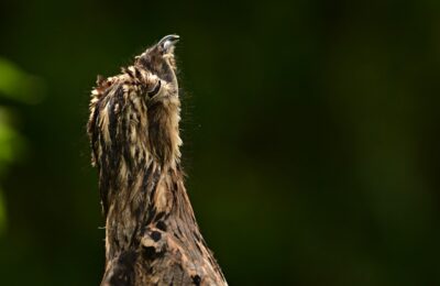 Foto de Urutau (Nyctibius griseus), familia Nyctibiidae, aves de Chile