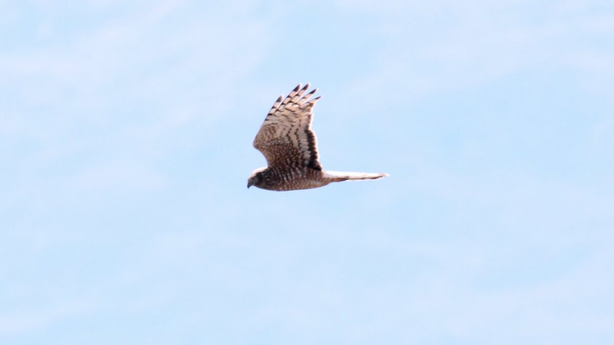 Foto de Vari (Circus cinereus), familia Accipitridae, aves de Chile