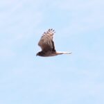 Foto de Vari (Circus cinereus), familia Accipitridae, aves de Chile