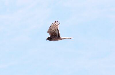 Foto de Vari (Circus cinereus), familia Accipitridae, aves de Chile