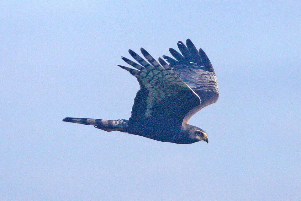 Foto de Vari huevetero (Circus buffoni), familia Accipitridae, aves de Chile