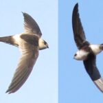 Foto de Vencejo chico (Aeronautes andecolus), familia Apodidae, aves de Chile