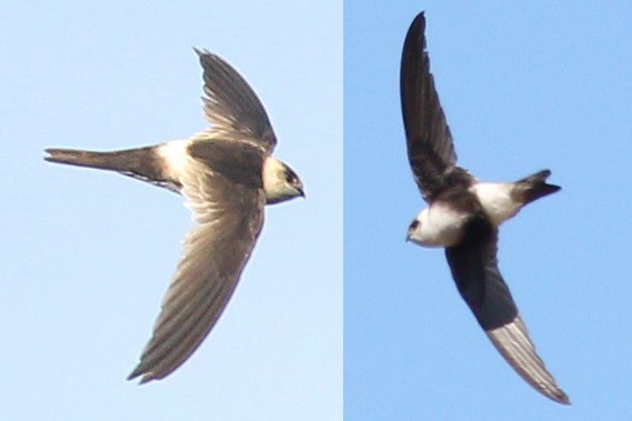Foto de Vencejo chico (Aeronautes andecolus), familia Apodidae, aves de Chile