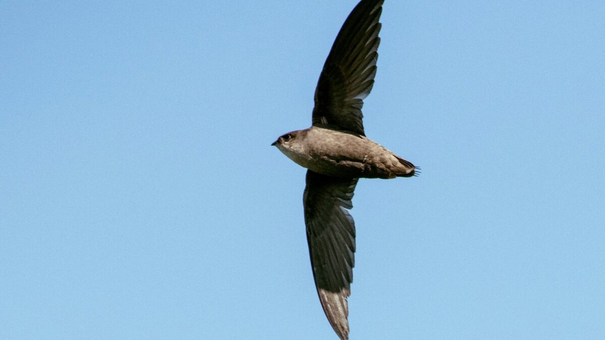 Foto de Vencejo de chimenea (Chaetura pelagica), familia Apodidae, aves de Chile