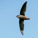 Foto de Vencejo de chimenea (Chaetura pelagica), familia Apodidae, aves de Chile