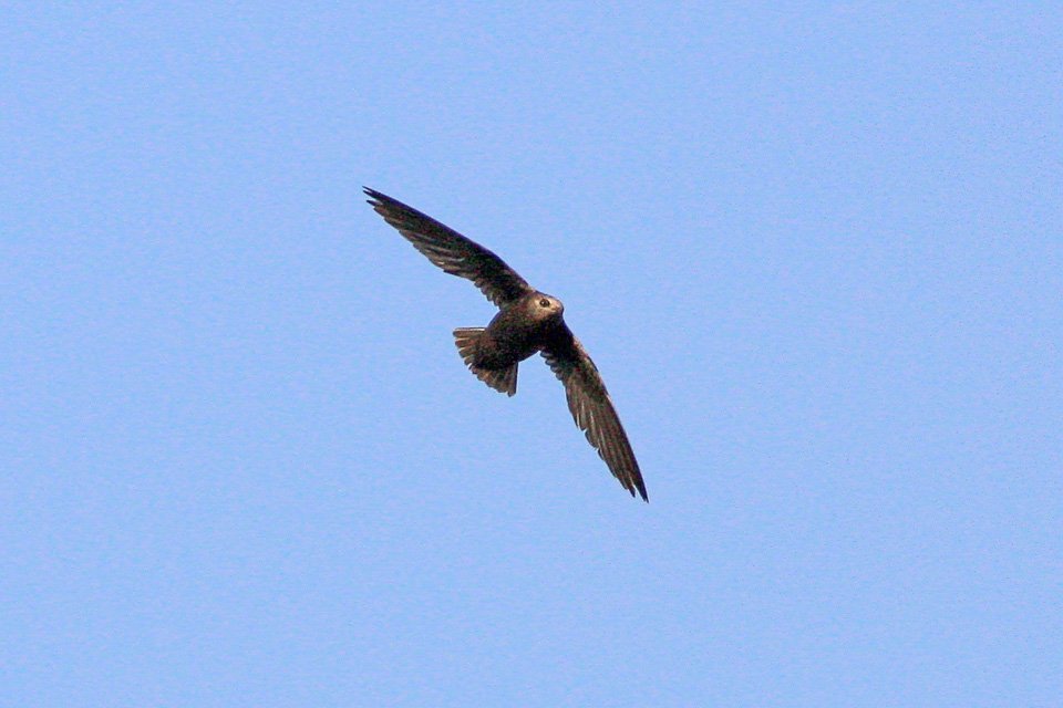 Foto de Vencejo de collar blanco (Cypseloides senex), familia Apodidae, aves de Chile
