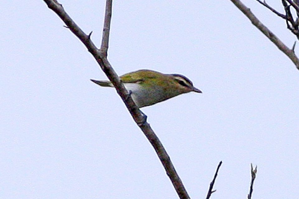Foto de Verderón de ojos rojos (Vireo chivi), familia Vireonidae, aves de Chile