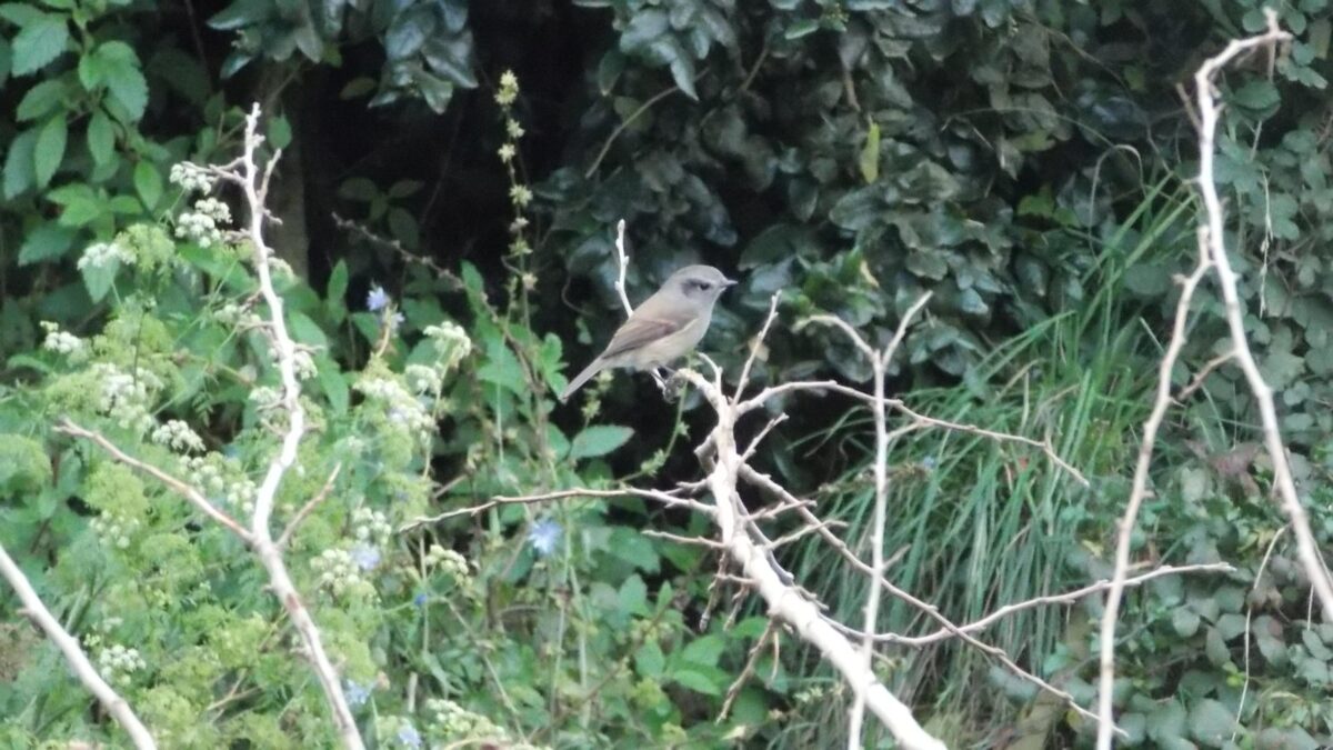 Foto de Viudita (Colorhamphus parvirostris), familia Tyrannidae, aves de Chile