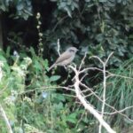 Foto de Viudita (Colorhamphus parvirostris), familia Tyrannidae, aves de Chile