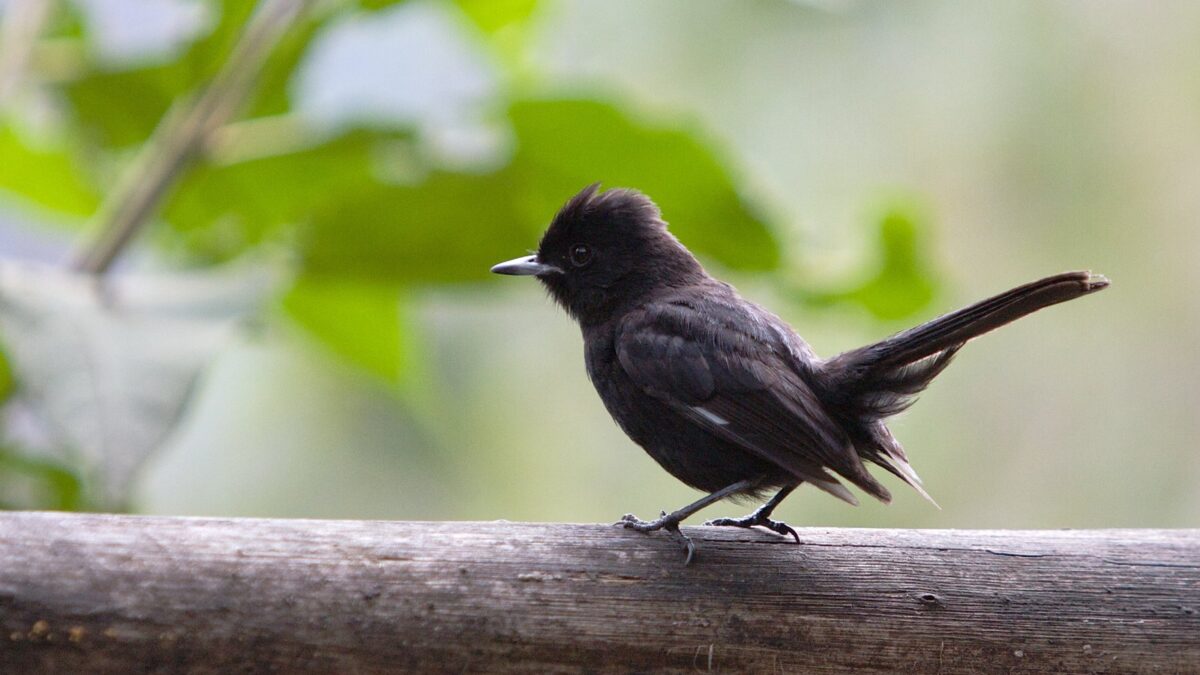 Foto de Viudita negra (Knipolegus aterrimus), familia Tyrannidae, aves de Chile