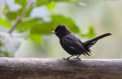 Foto de Viudita negra (Knipolegus aterrimus), familia Tyrannidae, aves de Chile