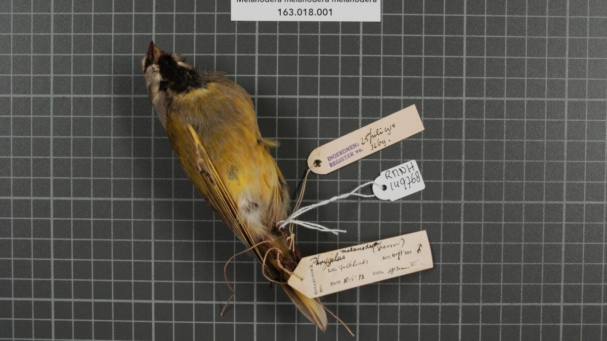 Foto de Yal austral (Melanodera melanodera), familia Thraupidae, aves de Chile