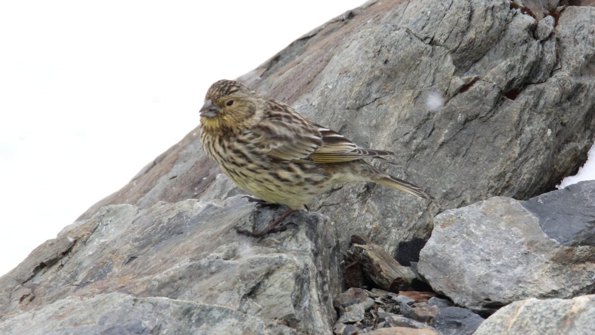 Foto de Yal cordillerano (Melanodera xanthogramma), familia Thraupidae, aves de Chile