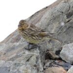 Foto de Yal cordillerano (Melanodera xanthogramma), familia Thraupidae, aves de Chile