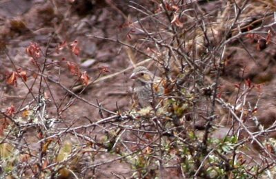 Foto de Yal (Rhopospina fruticeti), aves de Chile