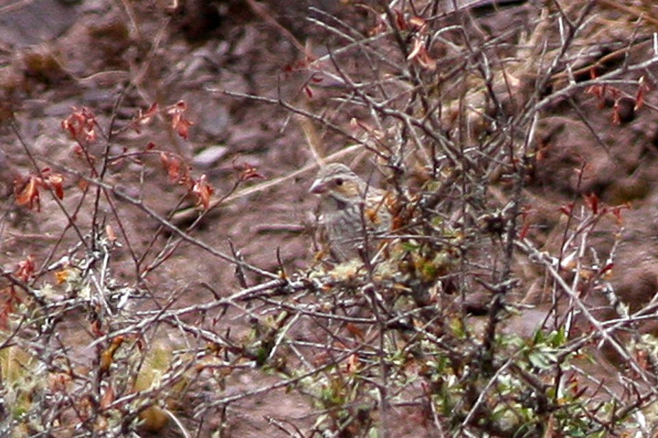 Foto de Yal (Rhopospina fruticeti), aves de Chile