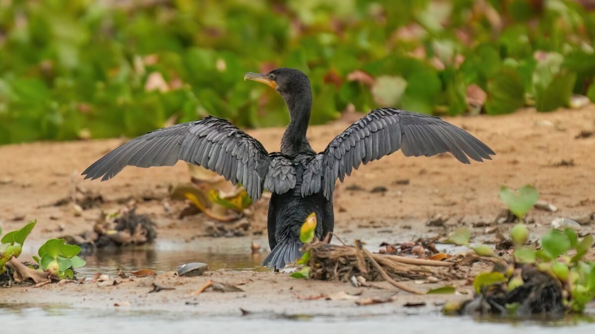 Foto de Yeco (Phalacrocorax brasilianus), familia Phalacrocoracidae, aves de Chile