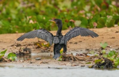 Foto de Yeco (Phalacrocorax brasilianus), familia Phalacrocoracidae, aves de Chile