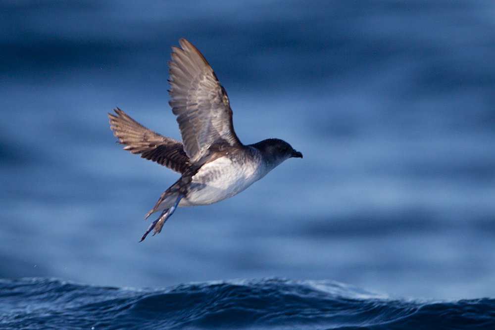 Foto de Yunco de los canales (Pelecanoides urinatrix), familia Psittacidae, aves de Chile