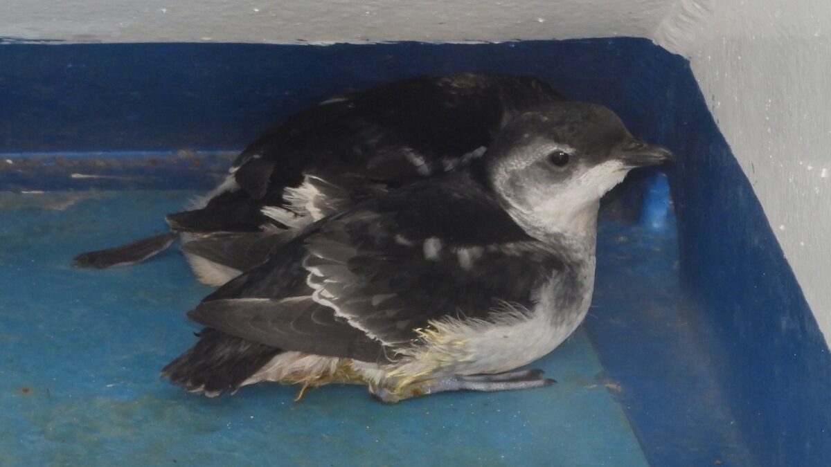 Foto de Yunco de Magallanes (Pelecanoides magellani), familia Procellariidae, aves de Chile