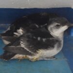 Foto de Yunco de Magallanes (Pelecanoides magellani), familia Procellariidae, aves de Chile