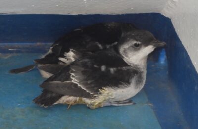 Foto de Yunco de Magallanes (Pelecanoides magellani), familia Procellariidae, aves de Chile
