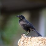 Foto de Zanate mexicano (Dives dives), familia Icteridae, aves de Chile