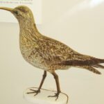 Foto de Zarapito boreal (Numenius borealis), familia Not in source, aves de Chile