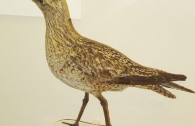 Foto de Zarapito boreal (Numenius borealis), familia Not in source, aves de Chile