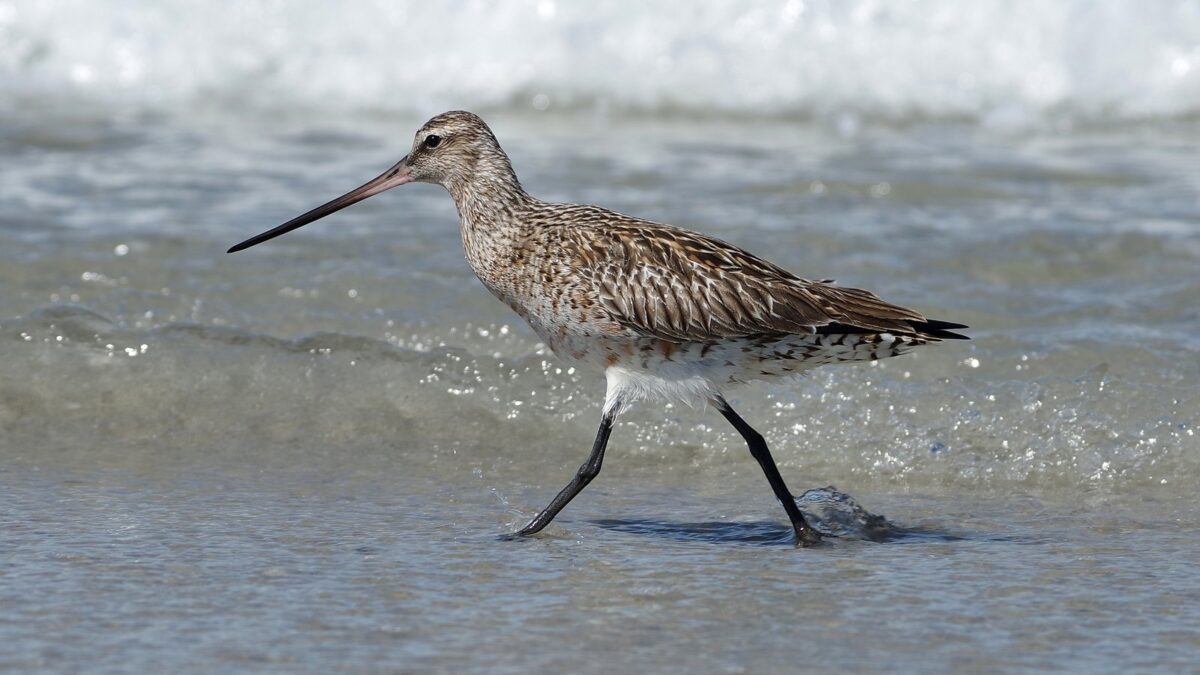 Foto de Zarapito de cola barrada (Limosa lapponica), familia Scolopacidae, aves de Chile