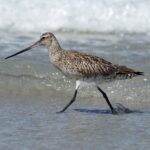 Foto de Zarapito de cola barrada (Limosa lapponica), familia Scolopacidae, aves de Chile