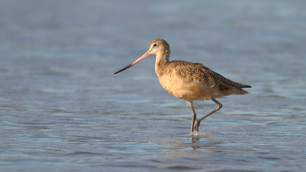 Foto de Zarapito moteado (Limosa fedoa), familia Scolopacidae, aves de Chile