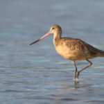 Foto de Zarapito moteado (Limosa fedoa), familia Scolopacidae, aves de Chile