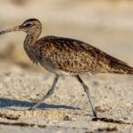 Foto de Zarapito (Numenius phaeopus), aves de Chile